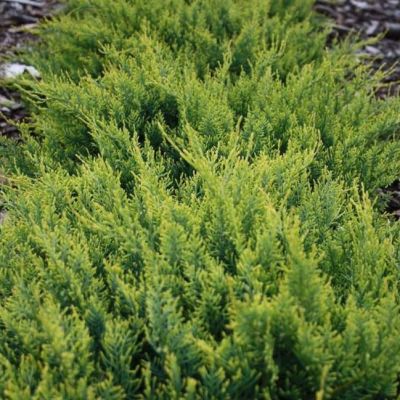 Можжевельник виргинский Голден Спринг Можжевельник виргинский Голден Спринг фото