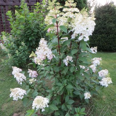 Гортензия метельчатая Эрли Херри, С1,5 Гортензия метельчатая Эрли Херри, С1,5 - Dolina-Sad.Ru