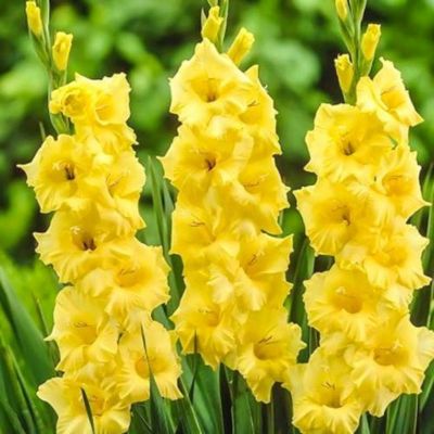 Гладиолус Лемон Дроп - Dolina-Sad.Ru