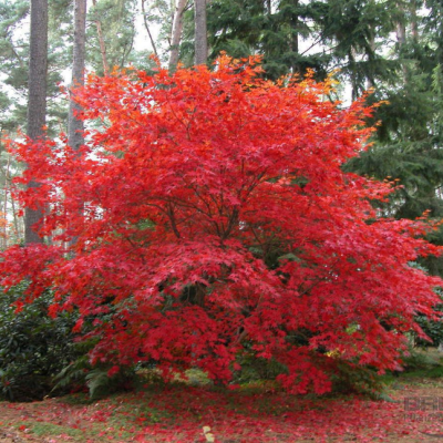 Клен веерный Осакацуки Клен веерный Осакацуки фото