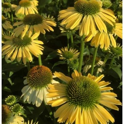 Эхинацея Меллоу Еллоу - Dolina-Sad.Ru
