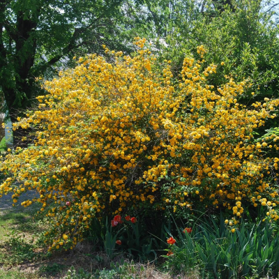 Керрия японская - Dolina-Sad.Ru