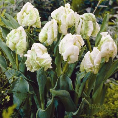 Тюльпан Супер Пэррот Тюльпан Супер Пэррот фото