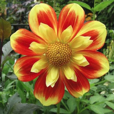 Георгина Пух Георгина Пух - Dolina-Sad.Ru