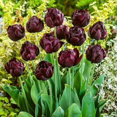 Тюльпан Блэк Хиро Тюльпан Блэк Хиро фото