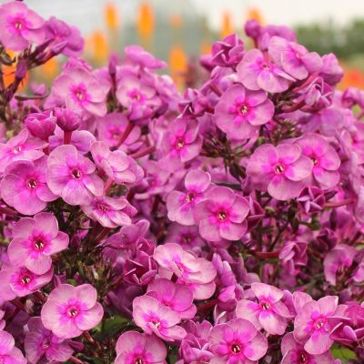 Флокс метельчатый Смоуки Флокс метельчатый Смоуки - Dolina-Sad.Ru