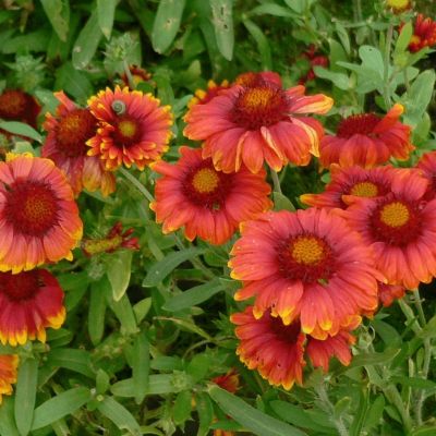 Гайлардия Аризона Ред Шадес - Dolina-Sad.Ru