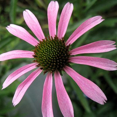 Эхинацея Роки Топ Хубридс - Dolina-Sad.Ru