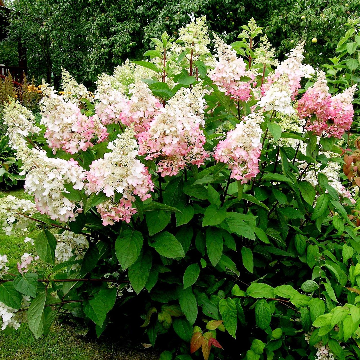 Гортензия метельчатая Конфетти Гортензия метельчатая Конфетти - Dolina-Sad.Ru