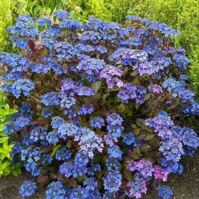 Гортензия пильчатая Барка, С3 - Dolina-Sad.Ru