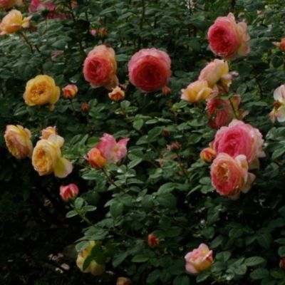 Роза Розоман Жанон Роза Розоман Жанон - Dolina-Sad.Ru