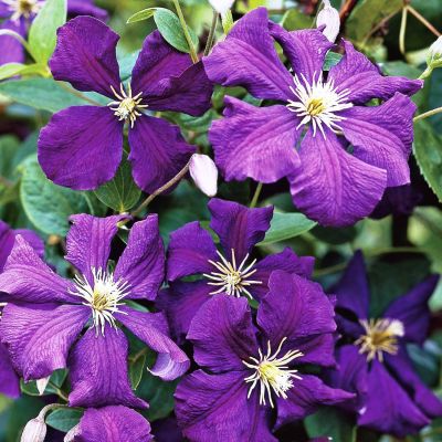 Клематис Джекмани Клематис Джекмани фото