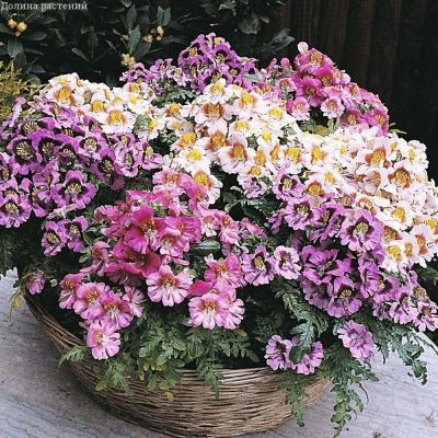 Схизантус визетонский Гибридная смесь Схизантус визетонский Гибридная смесь фото