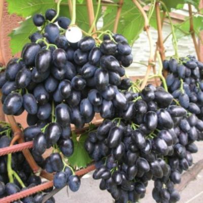 Виноград Памяти Негруля Виноград Памяти Негруля - Dolina-Sad.Ru