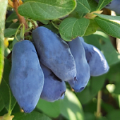 Жимолость Блу банан Жимолость Блу банан - Dolina-Sad.Ru