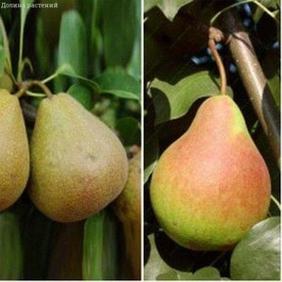 Комплект груш Белорусская поздняя+Большая летняя Комплект груш Белорусская поздняя+Большая летняя фото