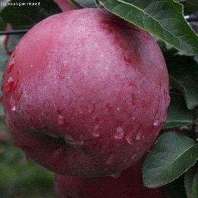 Яблоня Спартан/Зимняя Яблоня Спартан/Зимняя фото