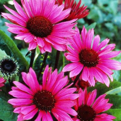 Эхинацея Фатал Эттрэкшн Эхинацея Фатал Эттрэкшн - Dolina-Sad.Ru