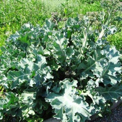 Катран Аккорд Катран Аккорд фото