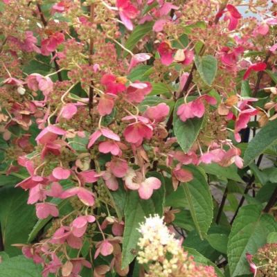 Гортензия метельчатая Дарума Гортензия метельчатая Дарума - Dolina-Sad.Ru