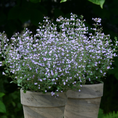 Душевик котовниковый Марвелетте Блю Душевик котовниковый Марвелетте Блю фото