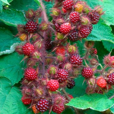 Малина пурпурноплодная - Dolina-Sad.Ru