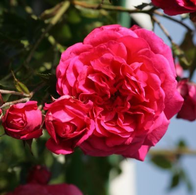 Роза Лагуна Роза Лагуна фото