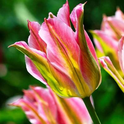 Тюльпан Виричик Тюльпан Виричик фото