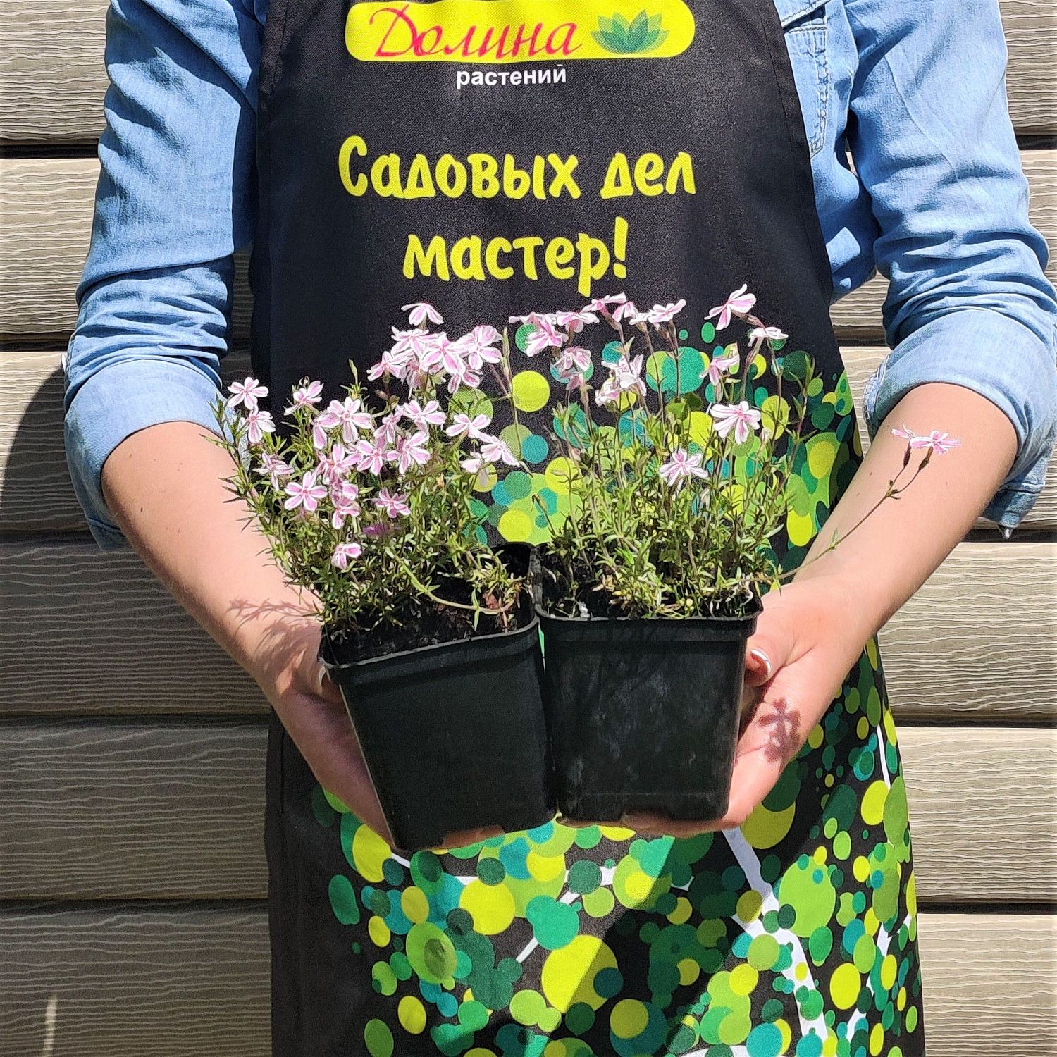 Флокс шиловидный 'Кенди Стрипс' Флокс шиловидный 'Кенди Стрипс' фото