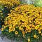 Рудбекия блестящая Голдштурм фото