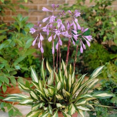 Хоста Черри Берри Хоста Черри Берри фото