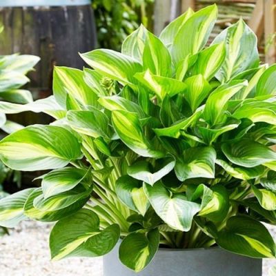 Хоста Броад Стрит Хоста Броад Стрит - Dolina-Sad.Ru