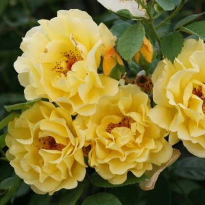 Роза Голден Парфюм Роза Голден Парфюм фото