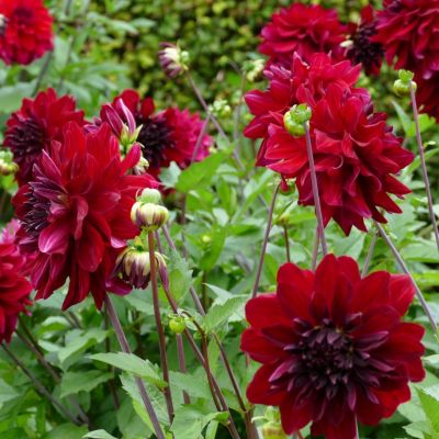 Георгина Ред Джилл Георгина Ред Джилл - Dolina-Sad.Ru