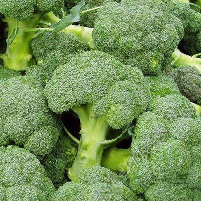 КАПУСТА БРОККОЛИ ТОНУС КАПУСТА БРОККОЛИ ТОНУС - Dolina-Sad.Ru