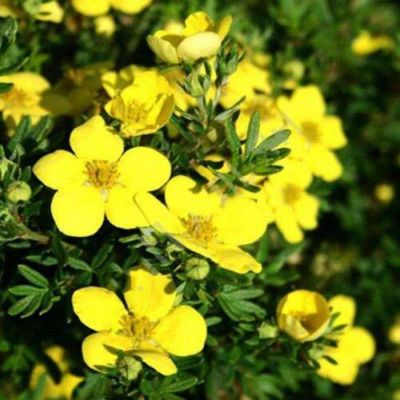 Лапчатка кустарниковая Белла Линдси. С3 - Dolina-Sad.Ru