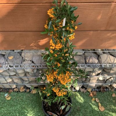 Пираканта Санни Стар Пираканта Санни Стар - Dolina-Sad.Ru