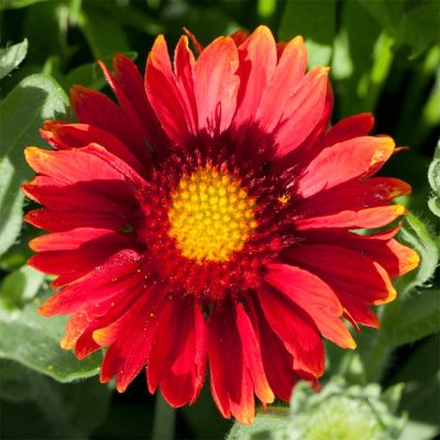 Гайлардия Аризона Ред Шадес - Dolina-Sad.Ru