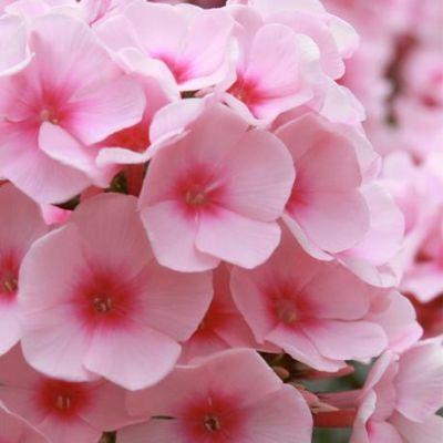 Флокс Пинк Флокс Пинк фото