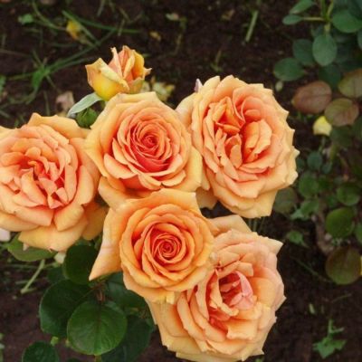 Роза Кингс Дей - Dolina-Sad.Ru