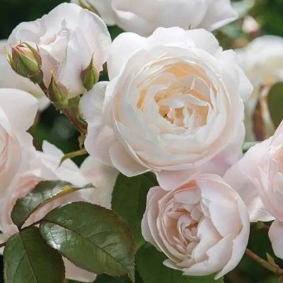 Роза Пир Роза Пир - Dolina-Sad.Ru