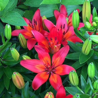 Лилия Сансет Матрикс Лилия Сансет Матрикс фото