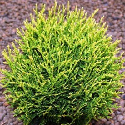 Туя западная Вотерфилд, С2 - Dolina-Sad.Ru