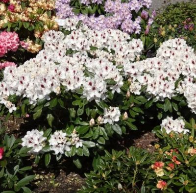 Рододендрон Пикобелло Рододендрон Пикобелло фото