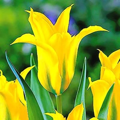 Тюльпан Дэнсинг Шоу Тюльпан Дэнсинг Шоу фото