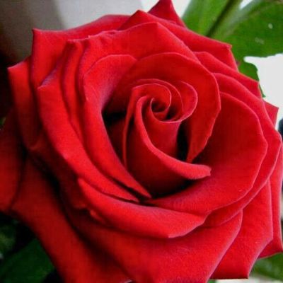 Роза Реал Манчестер Роза Реал Манчестер - Dolina-Sad.Ru