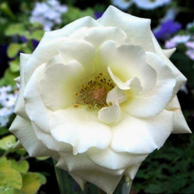 Роза Голливуд - Dolina-Sad.Ru