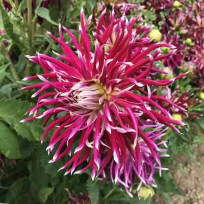 Георгина Холихилл Спайдер Вуман Георгина Холихилл Спайдер Вуман - Dolina-Sad.Ru