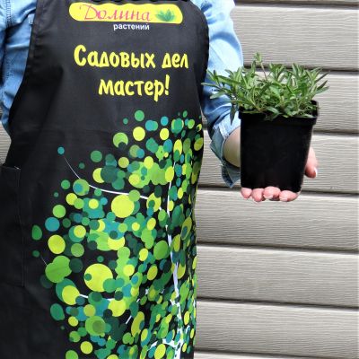 Вероника колосистая Нана Блаутеппих Вероника колосистая Нана Блаутеппих фото