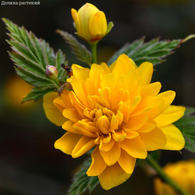 Керрия японская - Dolina-Sad.Ru